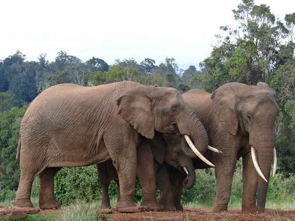 Aberdare National Park Explora Journeys Africa